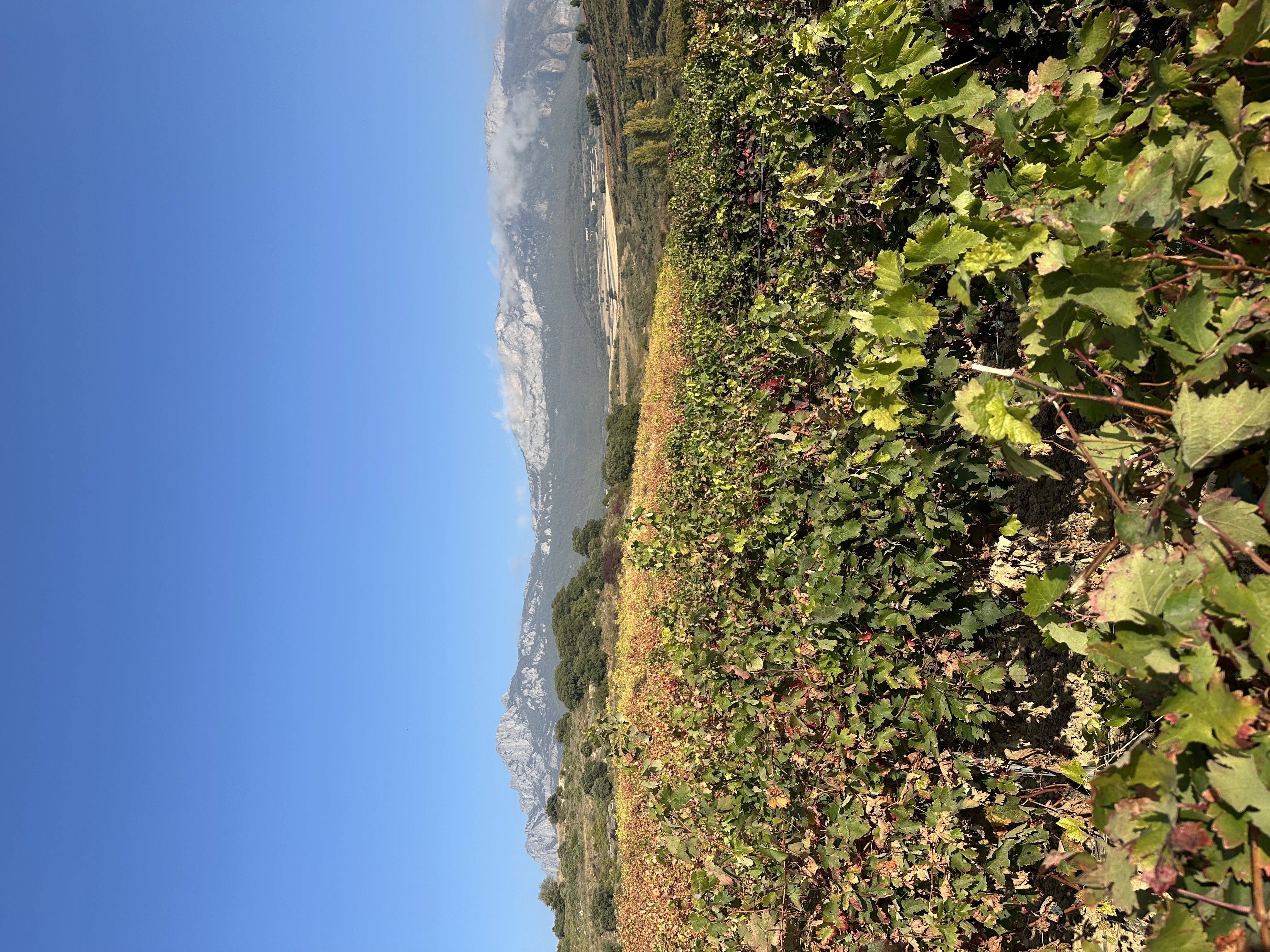 "Cada vino, de cada parcela, tenía una voz propia, inconfundible. Eran expresiones puras y concentradas de un lugar."