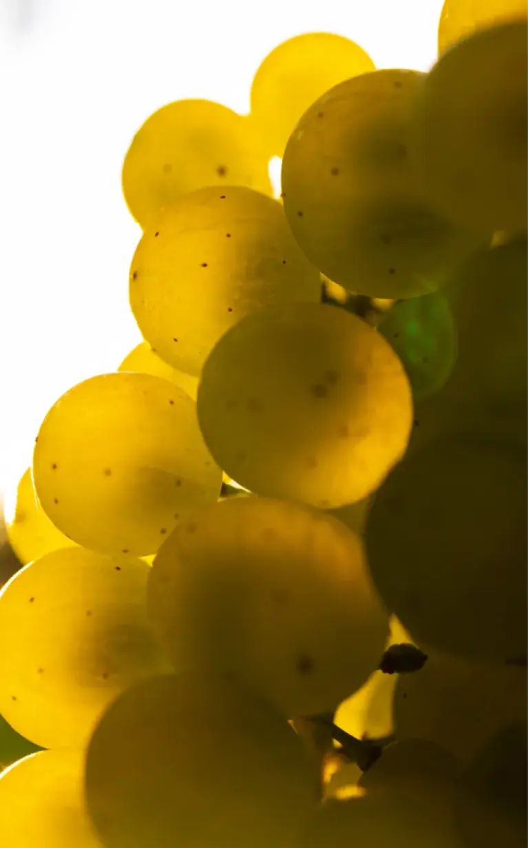 White wine - Aging over Lees