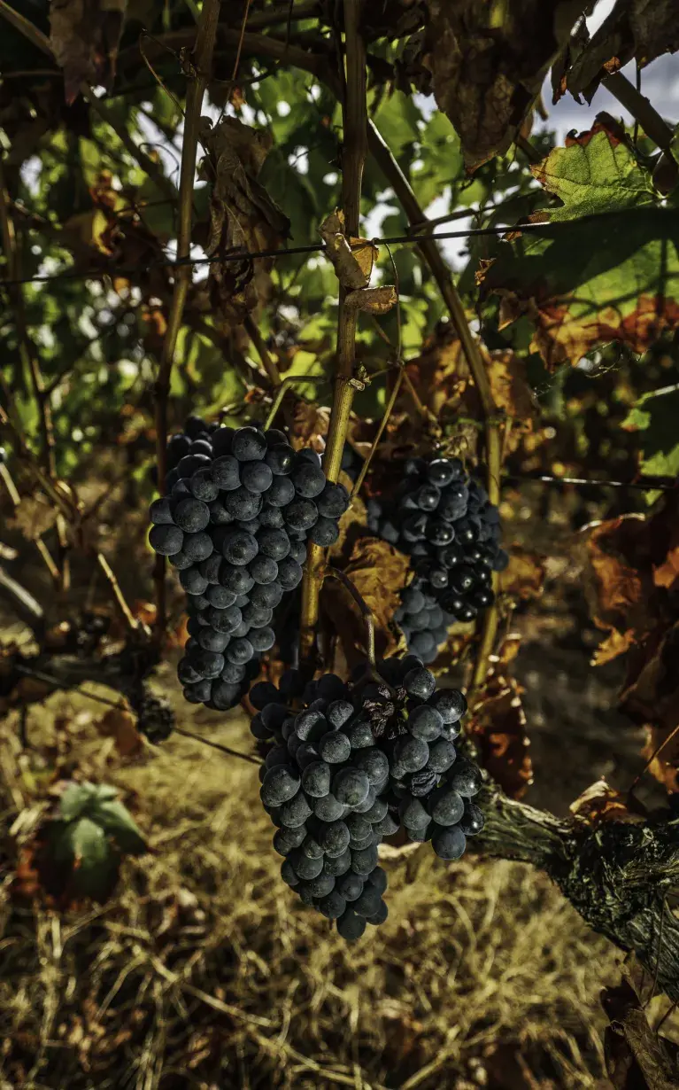 Vino Tinto - Bodegas Luis Alegre